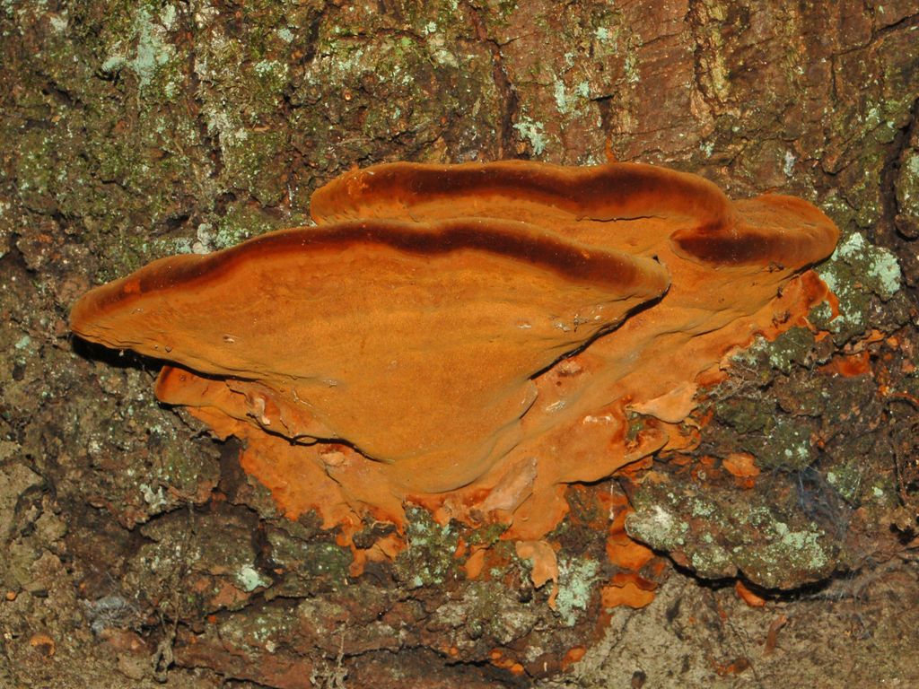 Dei grandi carpofori rossastri (Phellinus torulosus)